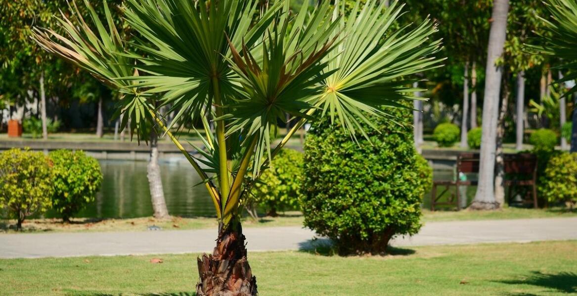 Dlaczego drzewko oliwne to doskonały wybór do śródziemnomorskiej oazy w domu?