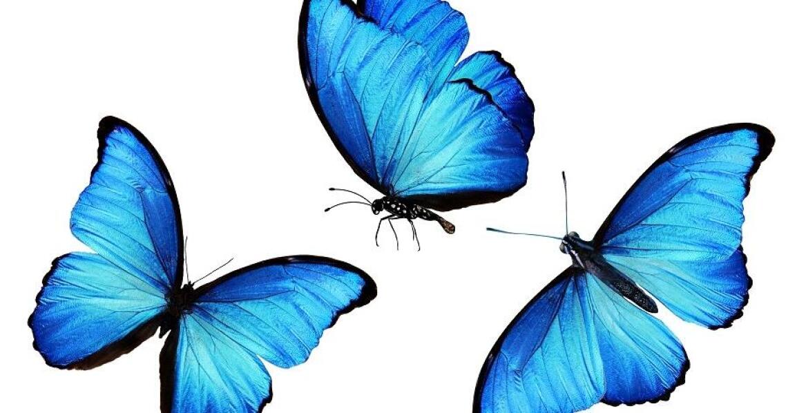 Jakie są zalety stosowania motyli dekoracyjnych w aranżacji wnętrz?