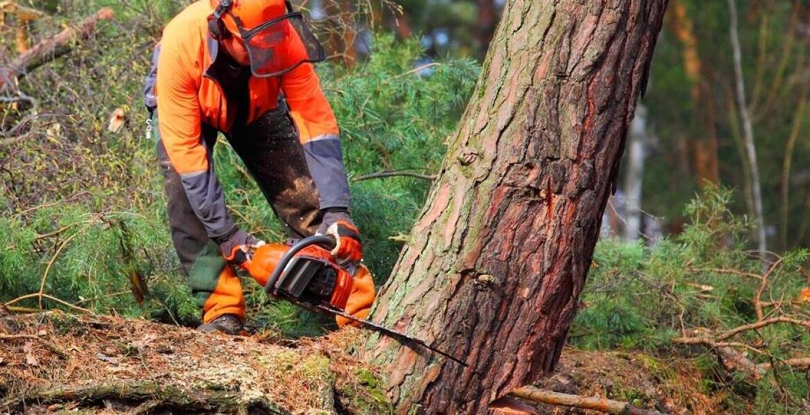 Jakie są etapy przygotowania terenu do wycinki drzew?