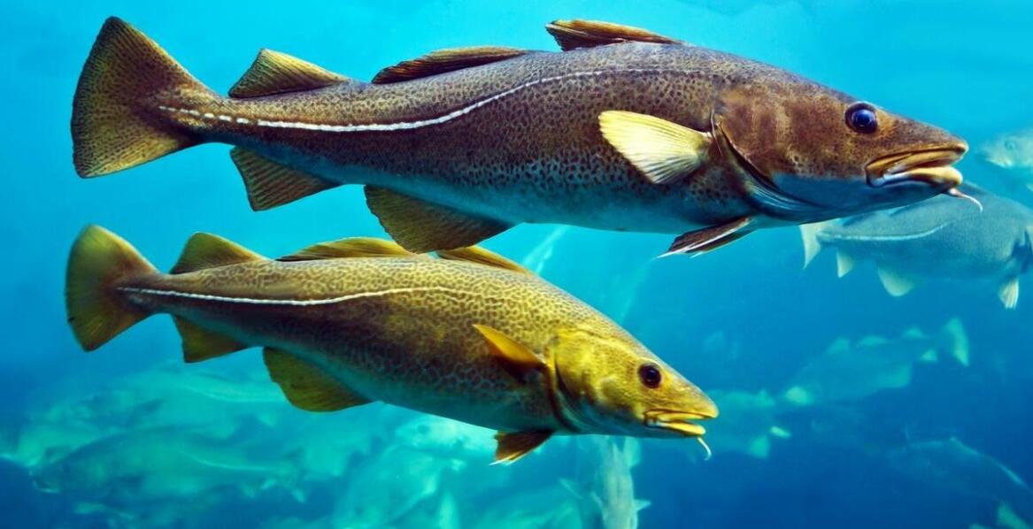 Najnowsze trendy w wyborze koralowców do akwariów morskich