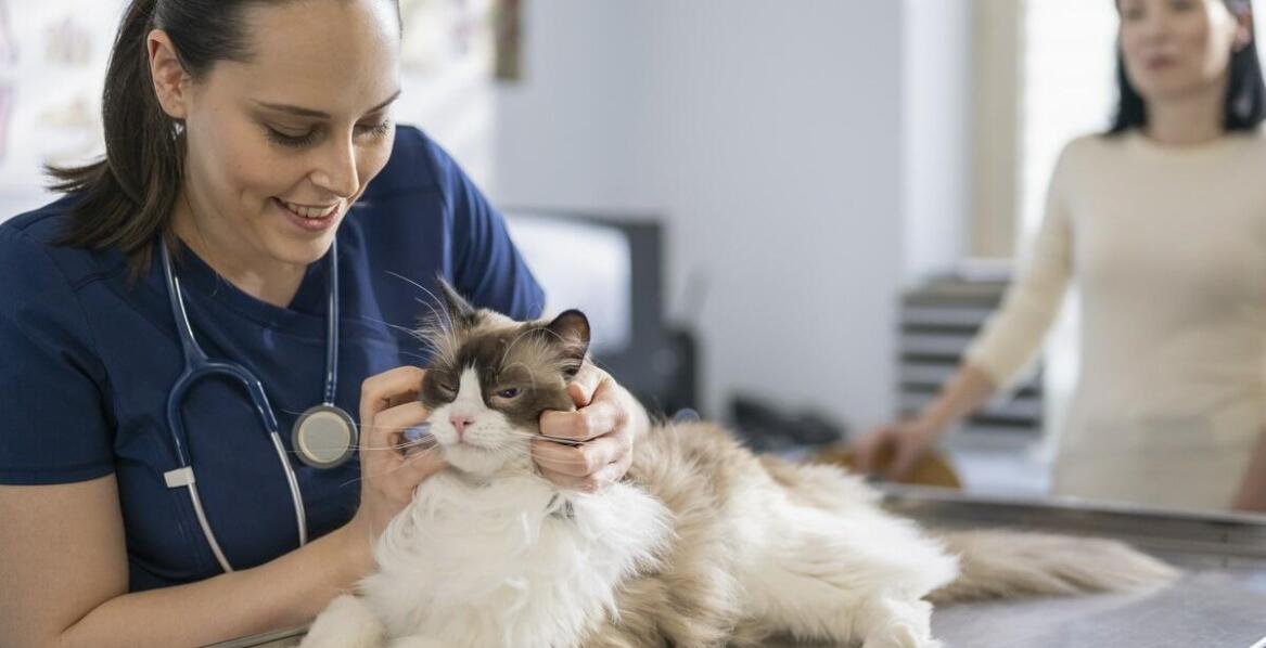 Na co warto szczepić koty?