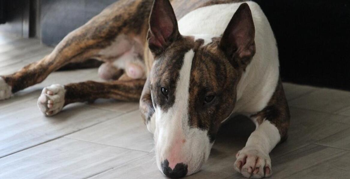 Jakie są najczęstsze wyzwania w ratowaniu terierów typu bull?