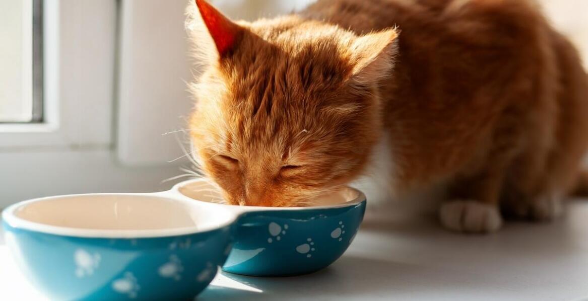 Rola świeżych organów i chrząstek w karmie Acana dla kota