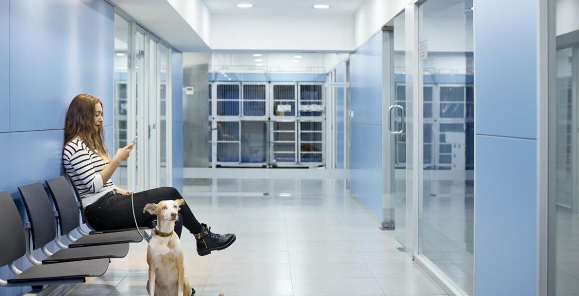 Wpływ programów kastracji na zdrowie i dobrostan psów