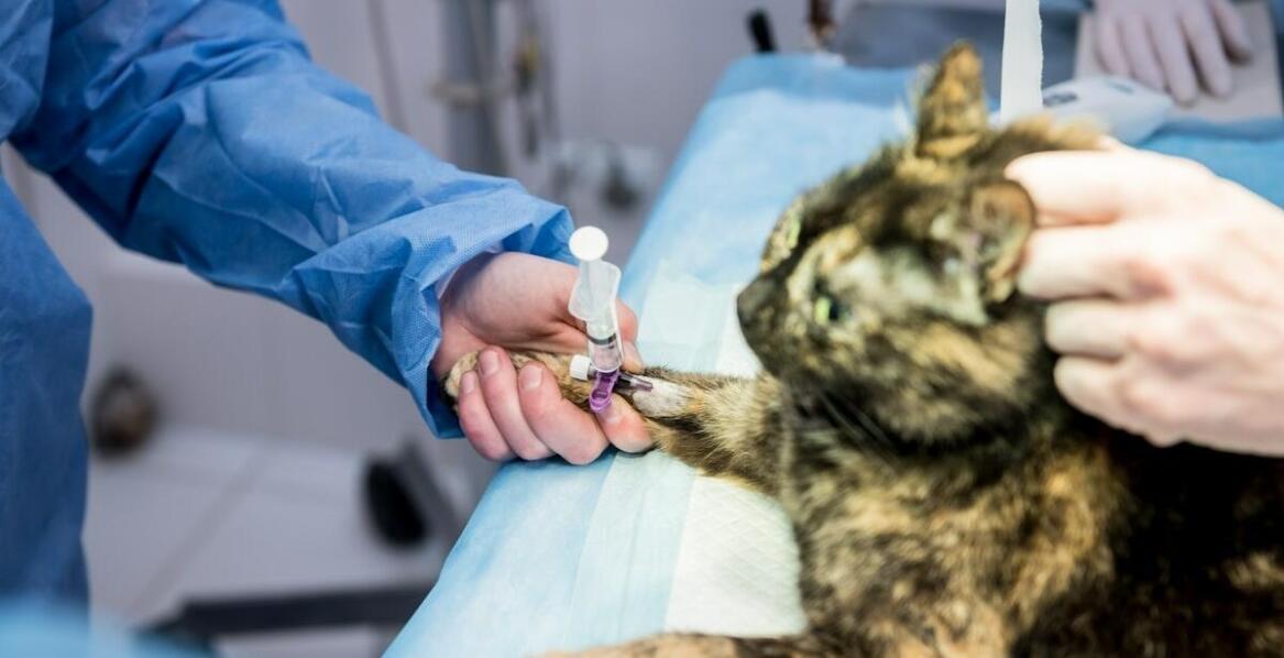 Jakie znaczenie ma chirurgia onkologiczna w leczeniu nowotworów u zwierząt?