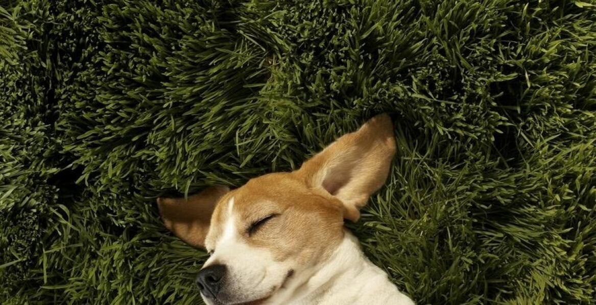 Jakie efekty przynosi regularne stosowanie oleju konopnego u psów?