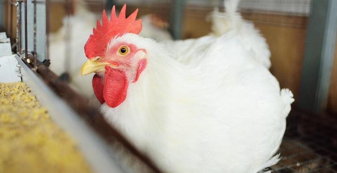 Na jakiej zasadzie działają skubarki do kurczaków?