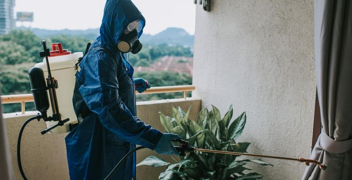 Kompleksowe usuwanie szerszeni – jak nasze usługi zapewniają bezpieczeństwo?