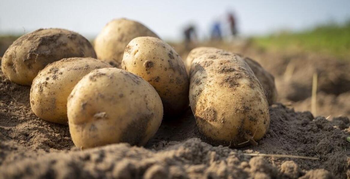 Wybór odpowiednich ziemniaków sadzeniaków do różnych typów gleb