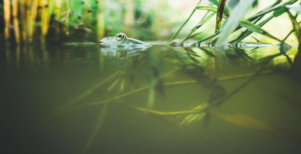 Znaczenie oczek wodnych dla ekosystemu ogrodu