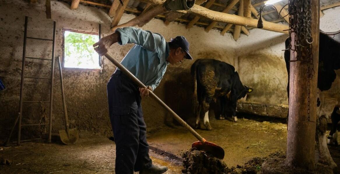 Wpływ personalizowanej diety na zdrowie i rozwój trzody chlewnej