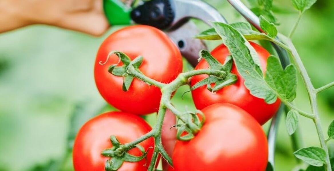 Wpływ jakości gleby na rozwój pomidora