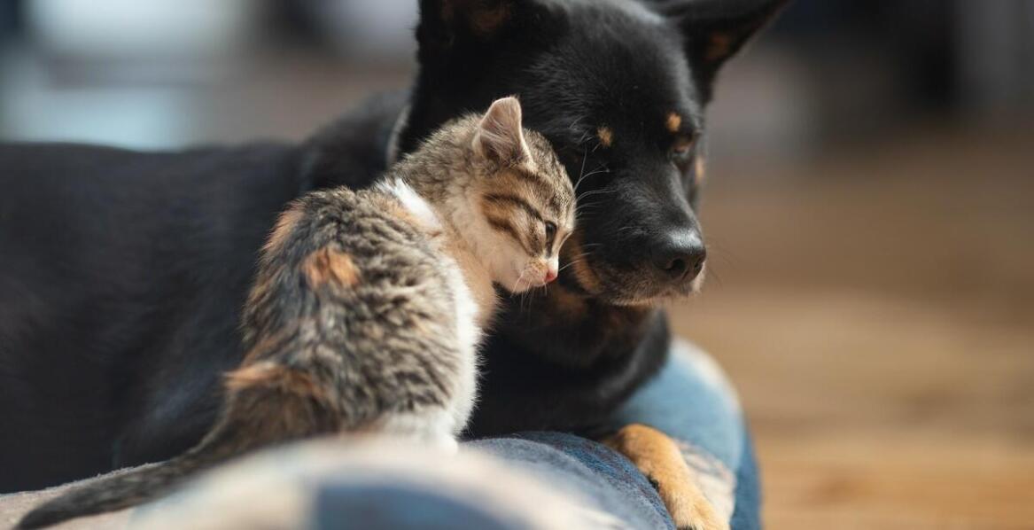 Jak rozmawiać z dziećmi o uśpieniu psa i co im wyjaśnić?