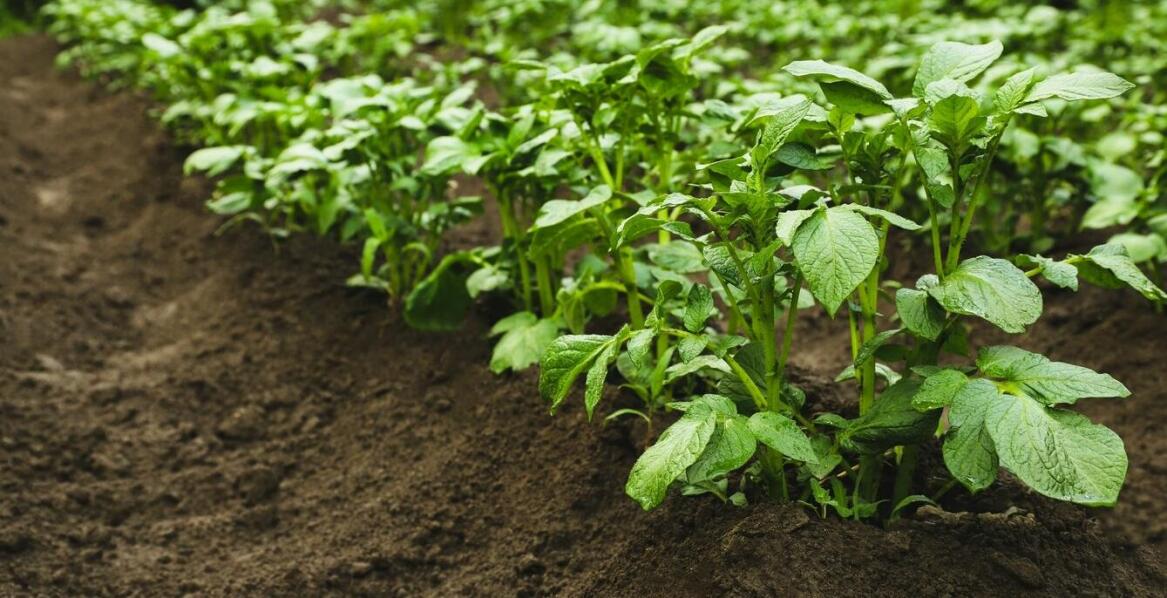 Ziemniaki sadzeniaki bardzo wczesne a ich odporność na choroby