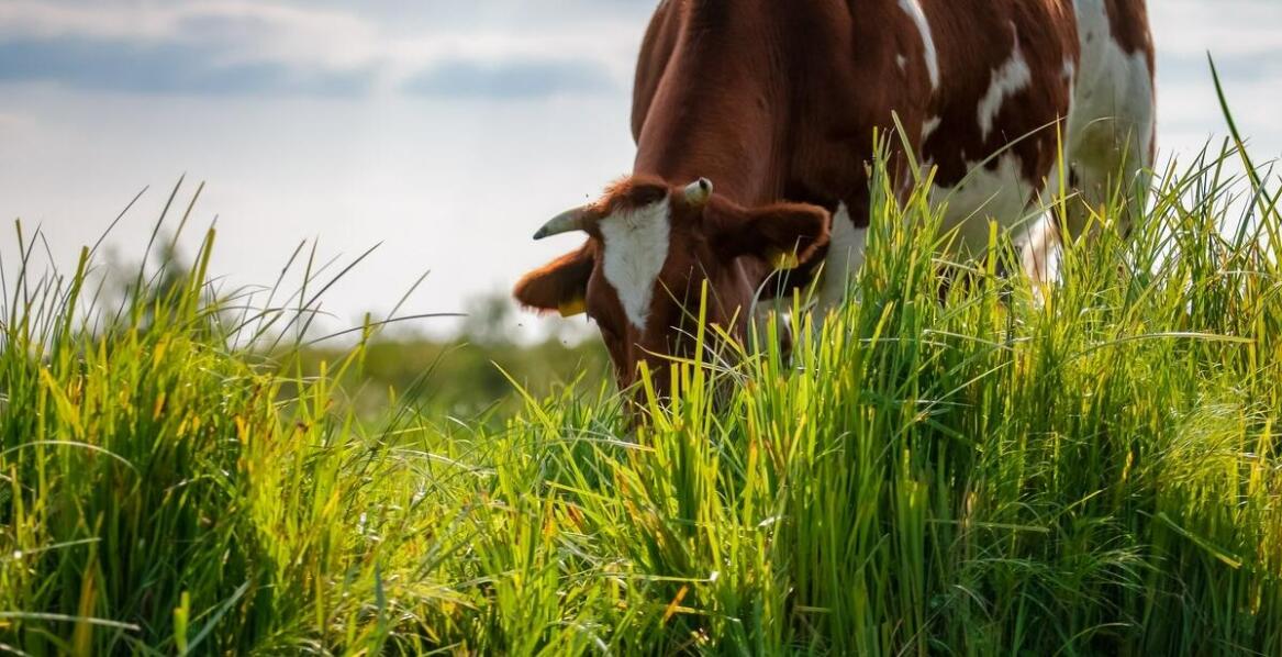 Hoveler Reformin Plus 25 kg – czy jest odpowiedni dla młodych koni?