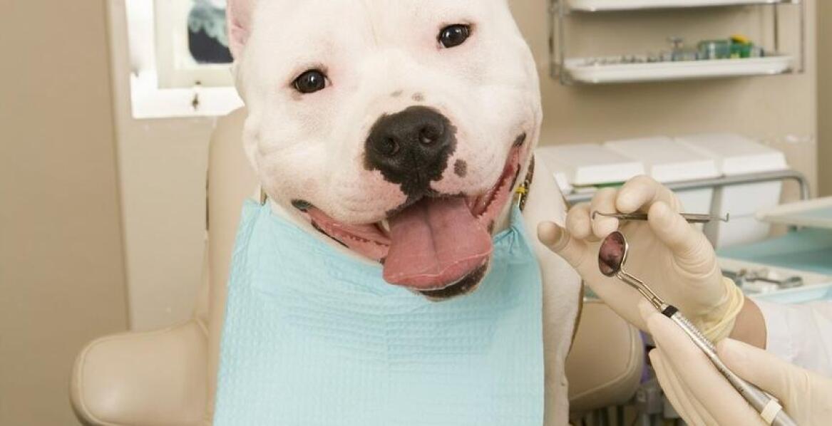 Stomatologia weterynaryjna: zabiegi, które mogą uratować zdrowie jamy ustnej