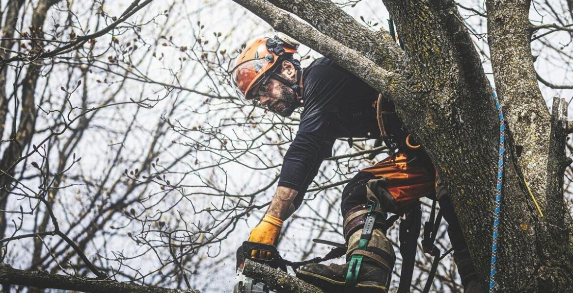 Jakie techniki przycinania są najbardziej efektywne w przypadku dużych drzew?