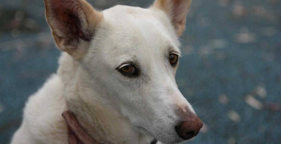 Jak obroża przeciw szczekaniu może pomóc w utrzymaniu spokoju w domu?