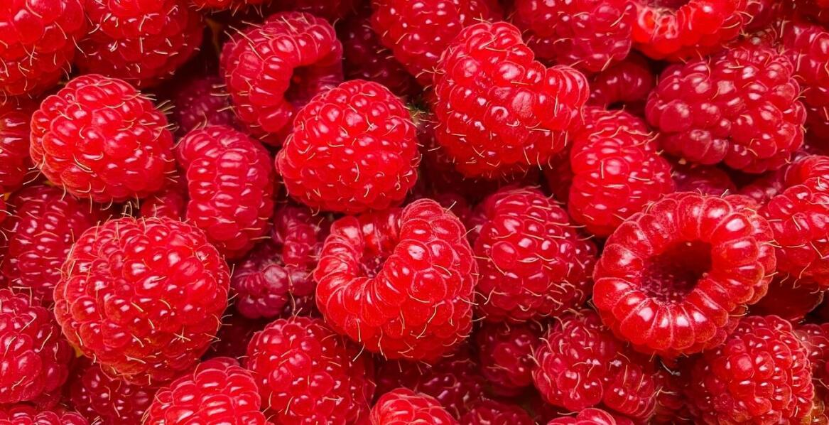 Wpływ nowej odmiany maliny na plonowanie i jakość owoców