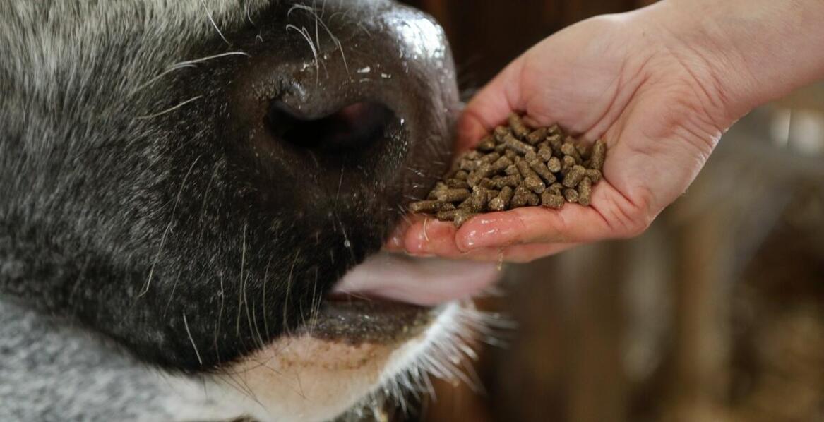 Jak premiksy paszowe wpływają na przekrój mikroflory jelitowej zwierząt?
