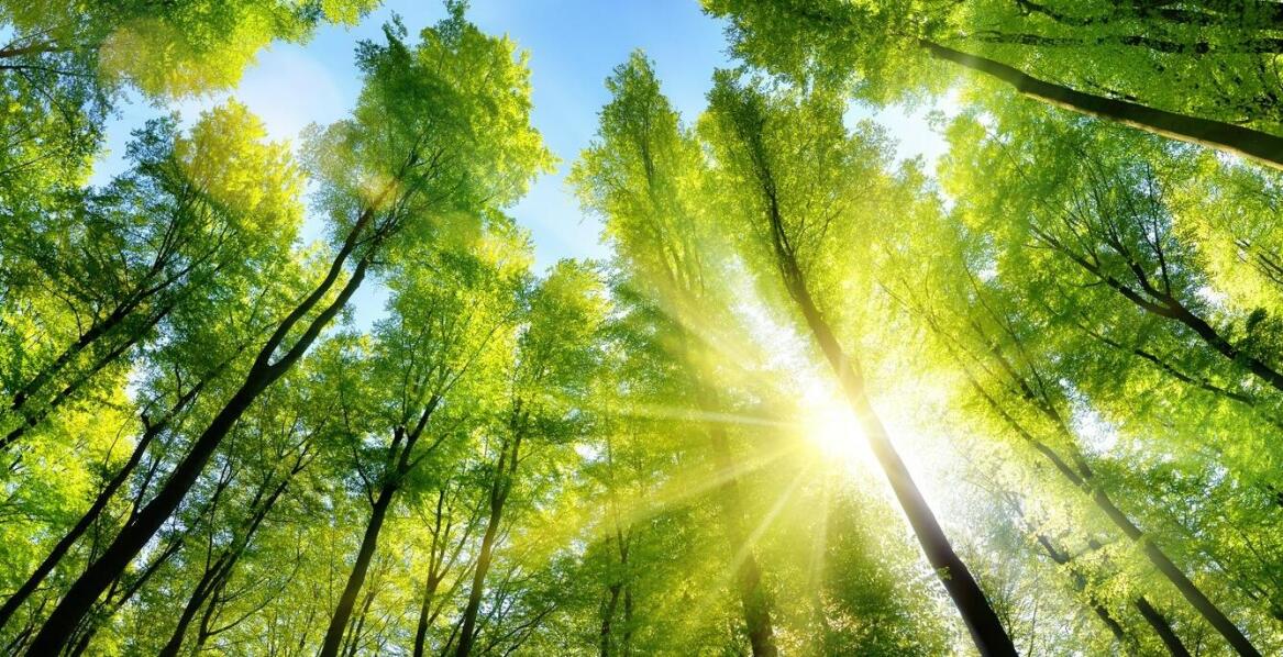 Foliopaki a ekologia – czy są przyjazne dla środowiska?