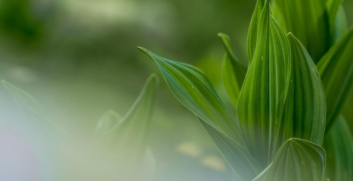 Jak wybrać odmianę Sansewierii i dbać o roślinę, by zawsze była zdrowa i pełna uroku?