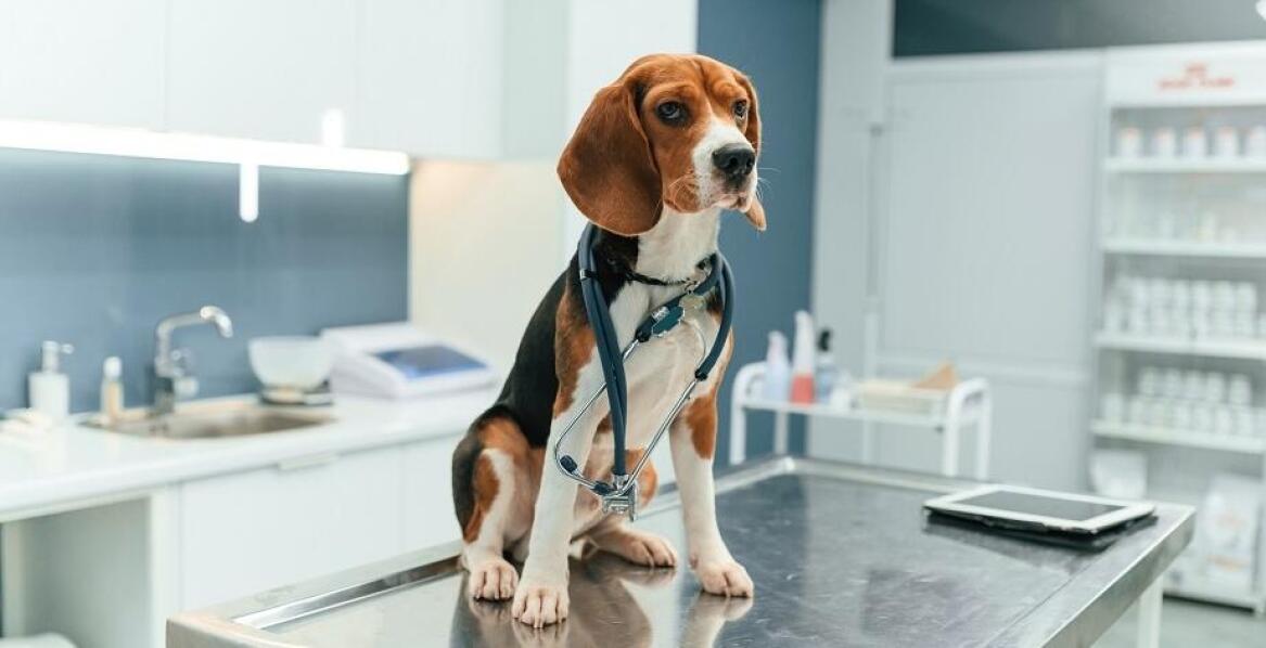 Jak badania weterynaryjne wspierają leczenie dermatologiczne u zwierząt?