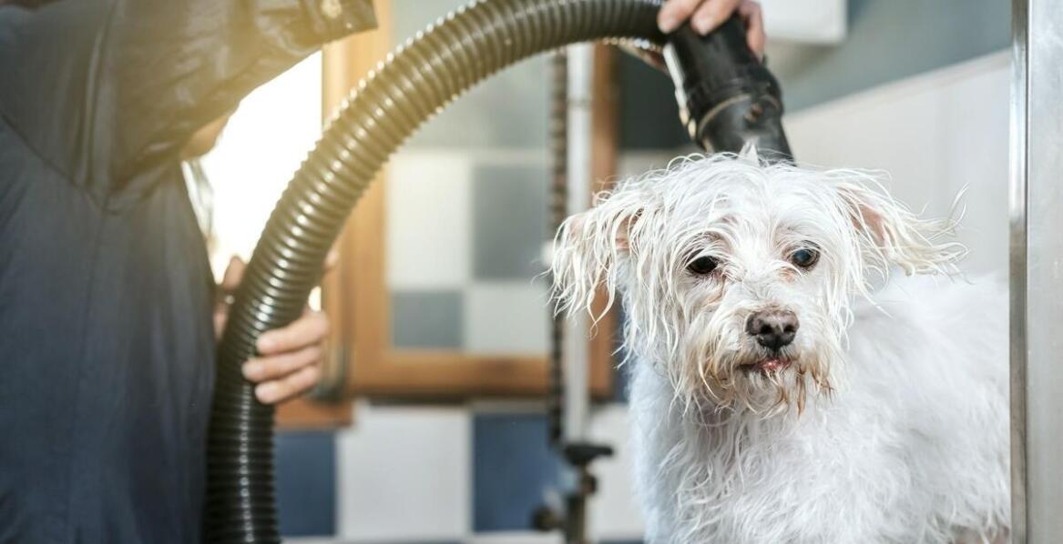 Groomer Poznań: jakie są najczęstsze pytania właścicieli zwierząt dotyczące pielęgnacji?