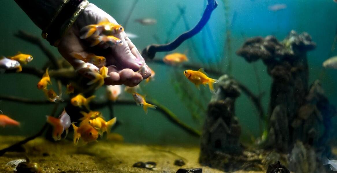 Systemy wspierające filtrację wody w nowoczesnych akwariach morskich