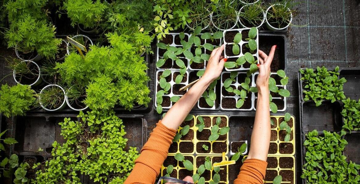 Jakie są najważniejsze aspekty przechowywania nasion dla dzikich ptaków w silosach?