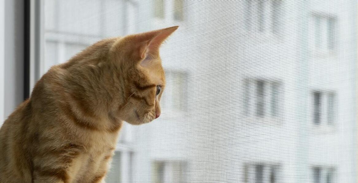 Jak siatka na balkon dla kota może chronić przed niechcianymi wizytami ptaków?