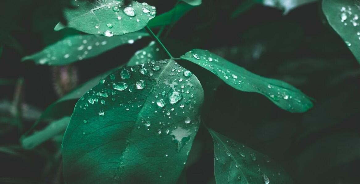 Rola filtrów siatkowych w skutecznym oczyszczaniu wody deszczowej