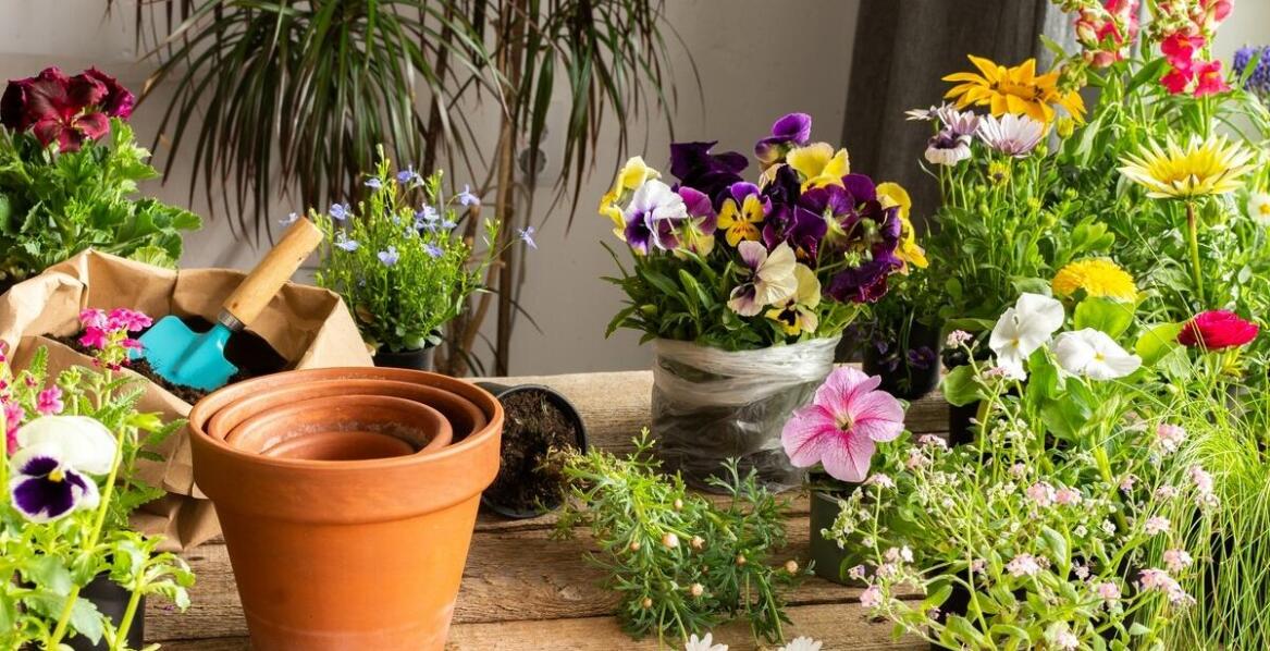 Doniczki i akcesoria do uprawy roślin z centrum ogrodniczego Piaseczno