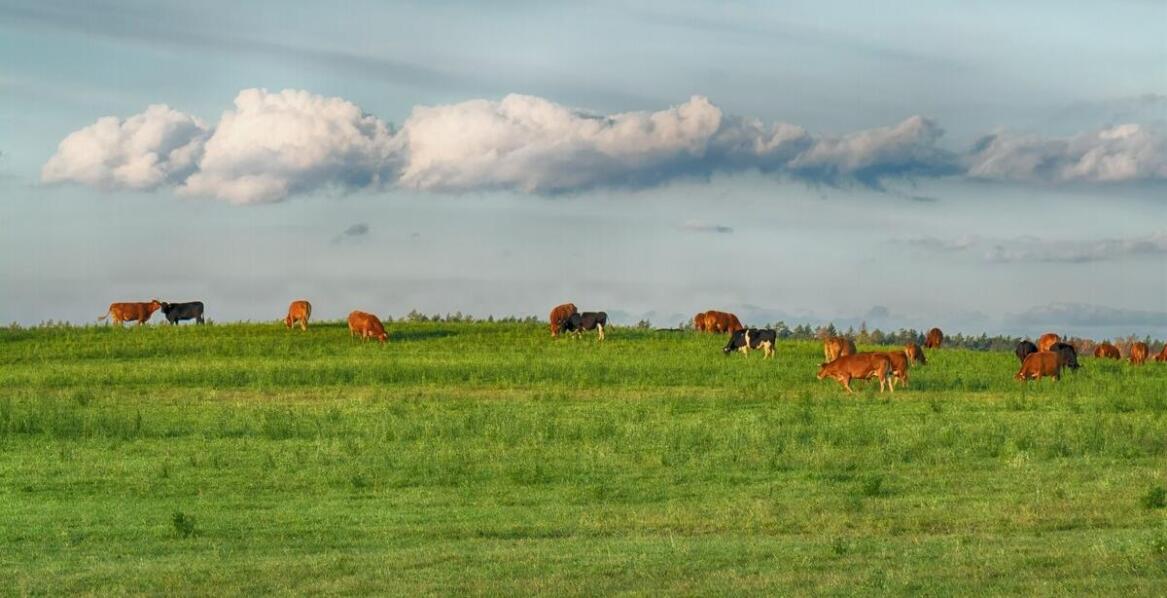 Rola elektryzatora sieciowego w zrównoważonym zarządzaniu hodowlą