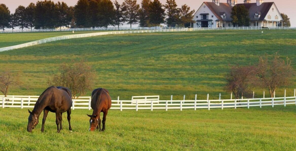 Pastuchy elektryczne a ich wpływ na zarządzanie przestrzenią w hodowli