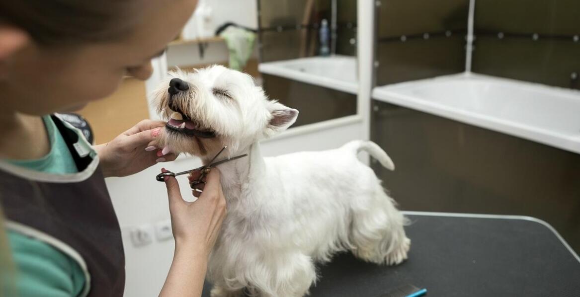 Jakie usługi dodatkowe mogą wspierać zdrowie i komfort zwierzęcia?