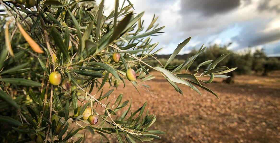 Drzewo oliwne w ogrodzie – jak stworzyć śródziemnomorską atmosferę?