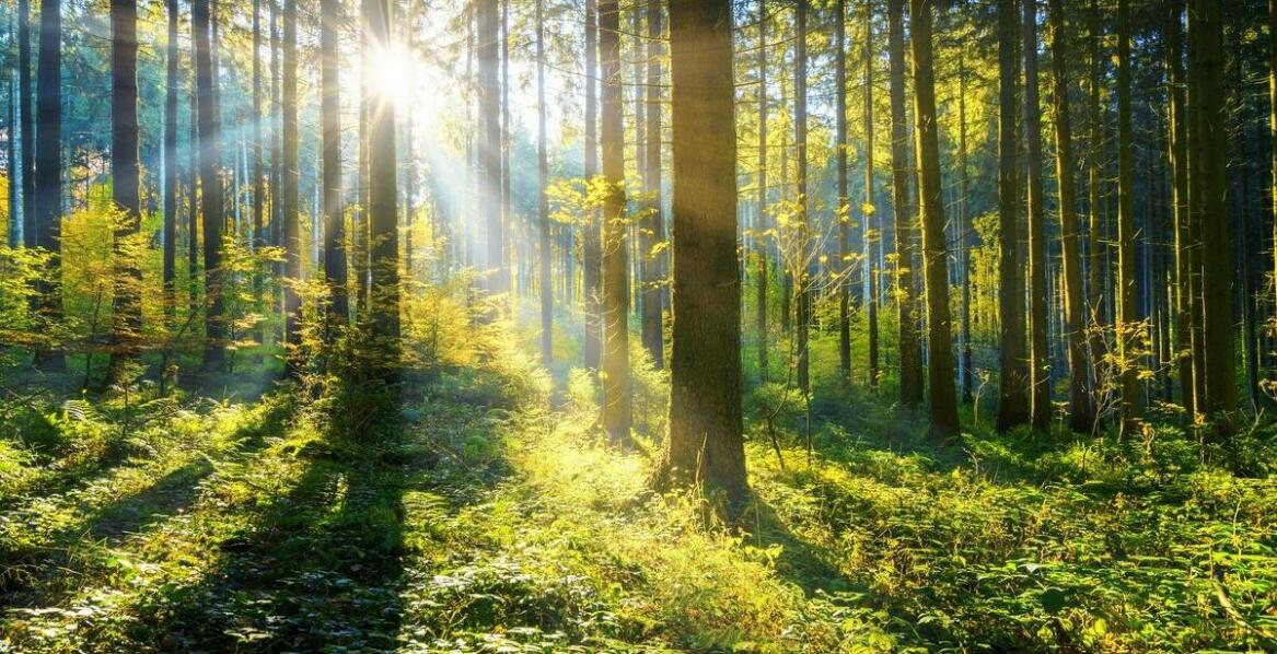 W jaki sposób monitoring przyrodniczy wpływa na strategie ochrony lasów?