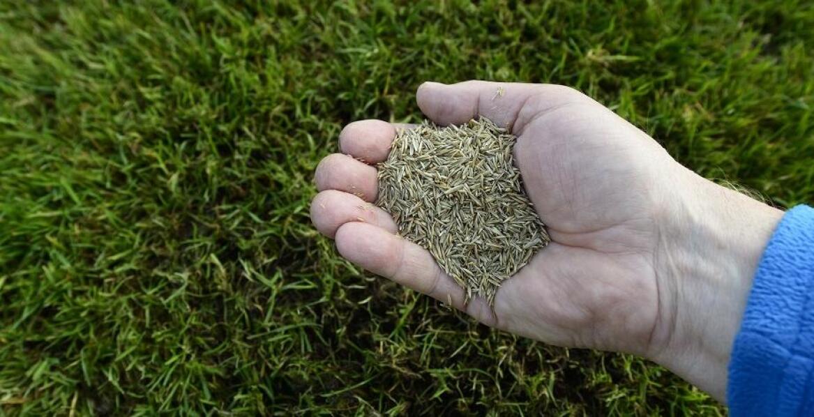 Jakie czynniki wpływają na wybór odpowiedniej mieszanki nasion przez producenta trawników?