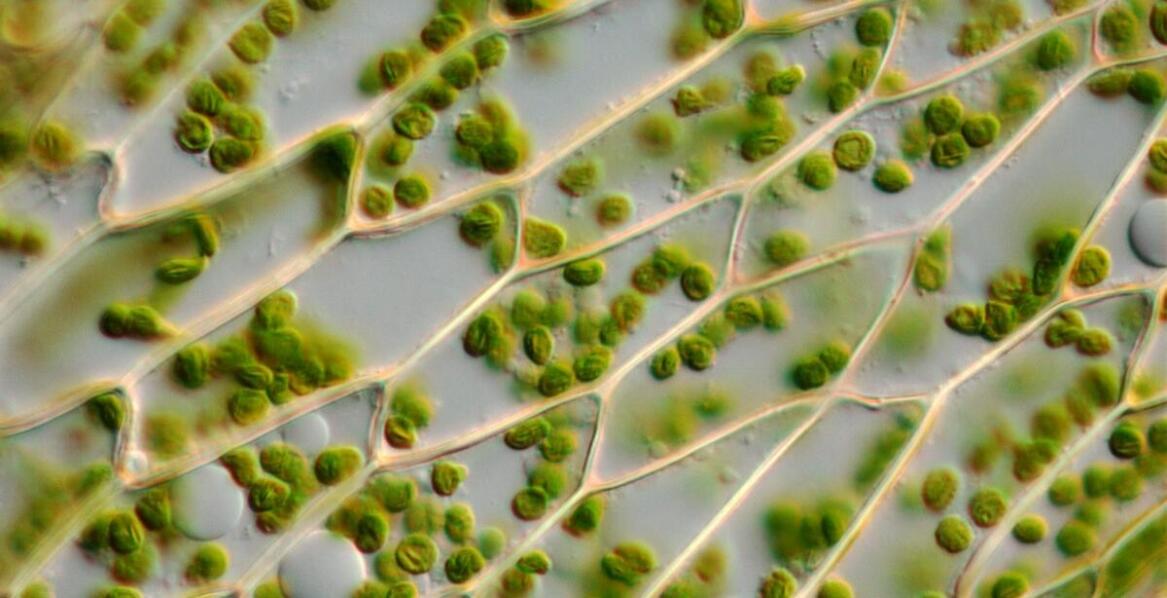 Biostymulatory warzyw – wsparcie w ochronie przed szkodnikami