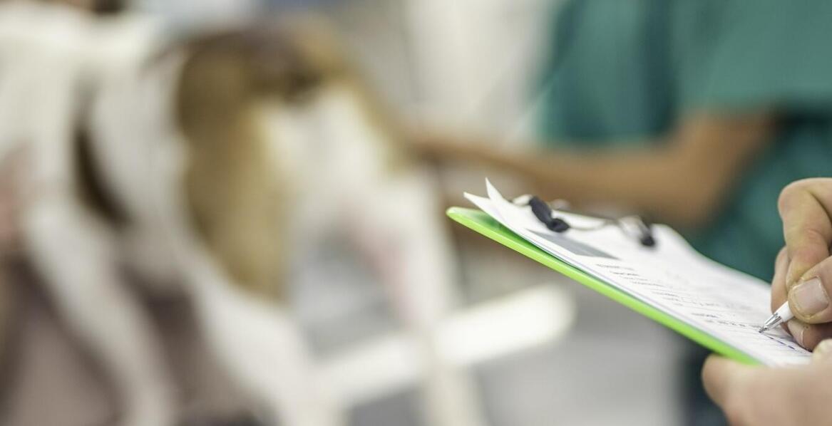 Jak weterynarz chirurg ortopeda w Krakowie może pomóc w leczeniu dysplazji łokciowej u psów?