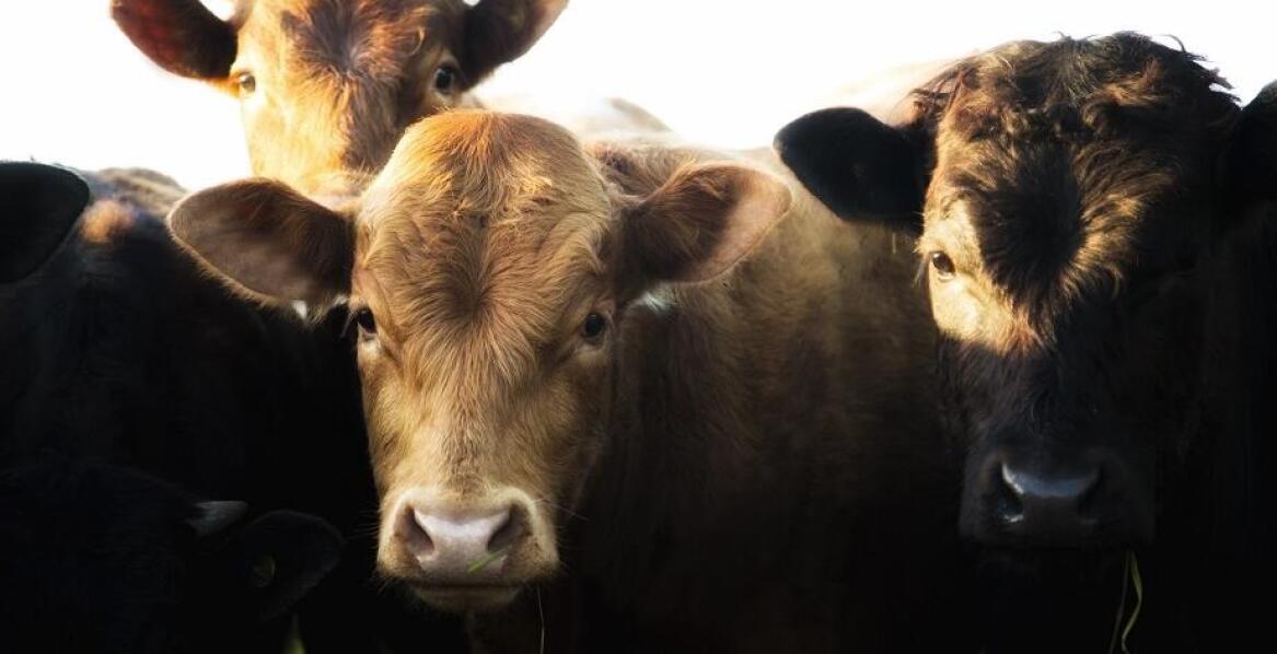 Jak przygotowuje się zwierzęta do uboju?