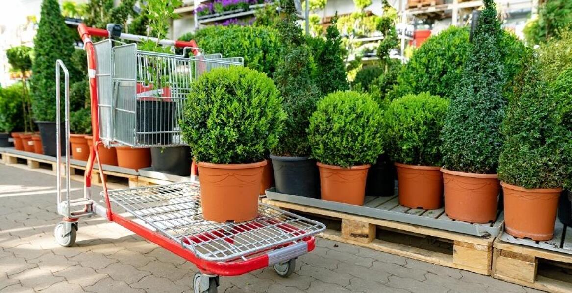 Wybór wózka transportowego do przewozu roślin i narzędzi ogrodowych
