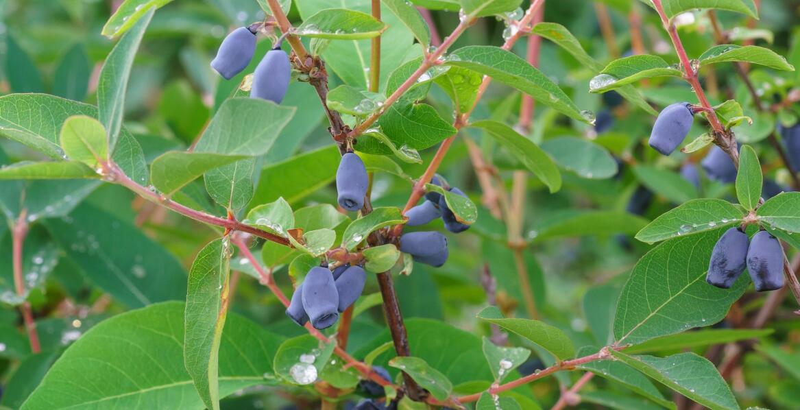 Jak nowoczesne technologie wpływają na jakość sadzonek jagody kamczackiej?