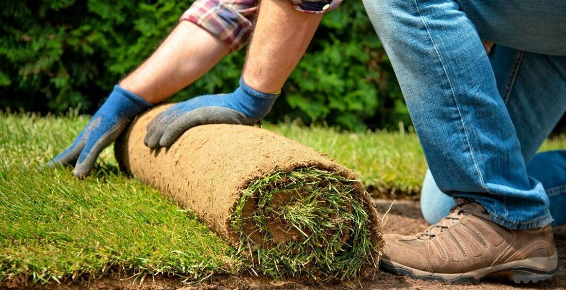 Jakie standardy jakości stosują producenci trawników rolowanych?