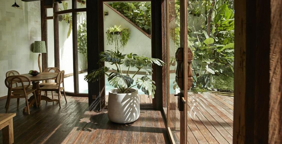 Waszyngtonia robusta jako element egzotycznych kompozycji roślinnych