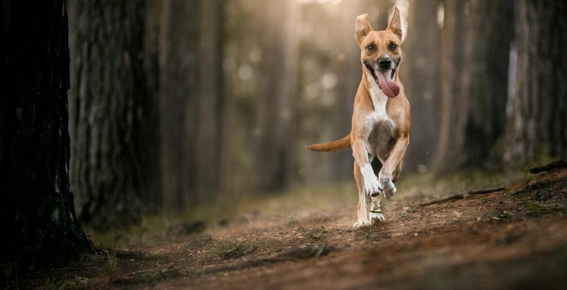 Zestawy dysków do zabawy z psem – co warto wiedzieć przed zakupem?