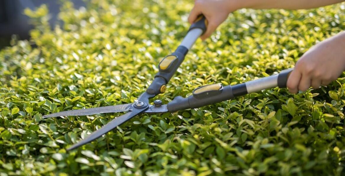 Przegląd najnowszych modeli nożyc do żywopłotu