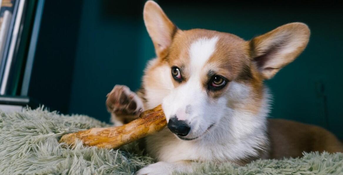 Gryzaki wieprzowe dla psa – zdrowa alternatywa dla sztucznych przekąsek