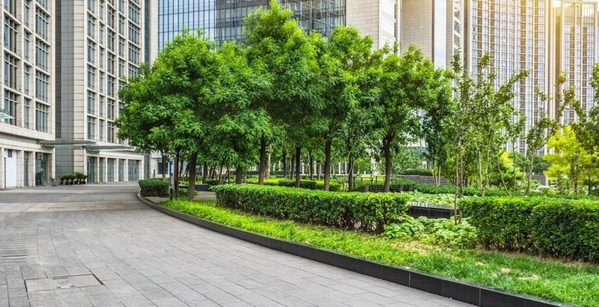 Rola dendrologa w ochronie miejskich drzew i zieleni